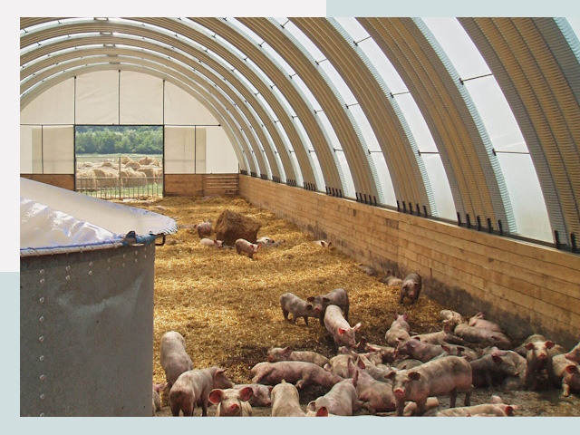 Строительство свинарников в Лениногорске